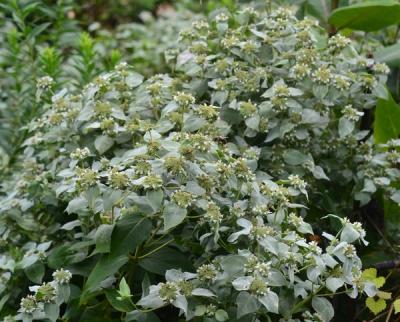 Shorttooth Mountain Mint (Pycnanthemum muticum)