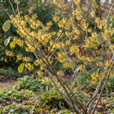 Witchhazel (Hamamelis virginiana)