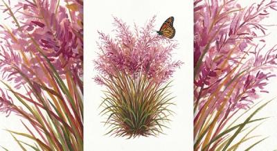 Pink Muhly Grass (Muhlenbergia capillaris), colorful illustration