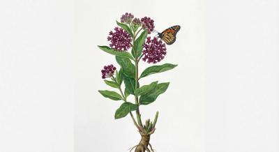 Purple Milkweed (Asclepias purpurescens), colorful illustration