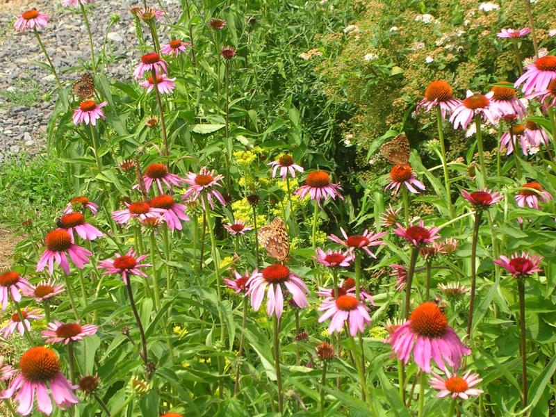 Purple Coneflower