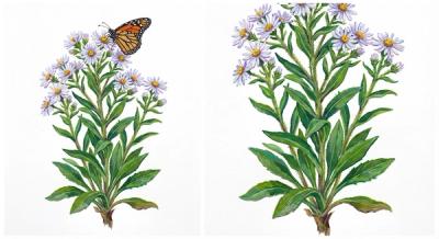 Frost Aster (Symphyotrichum pilosum), colorful illustration