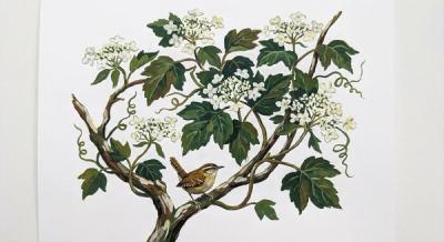 Native Climbing Hydrangea (Decumaria barbara), colorful illustration