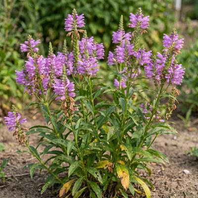 Obedient Plant (Physostegia virginiana)