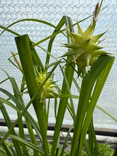 Gray's Sedge (Carex grayi)