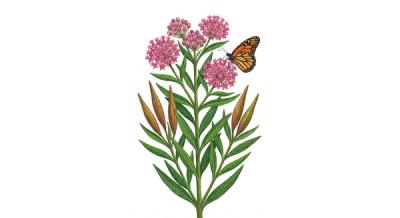 Swamp Milkweed (Asclepias incarnata), colorful illustration
