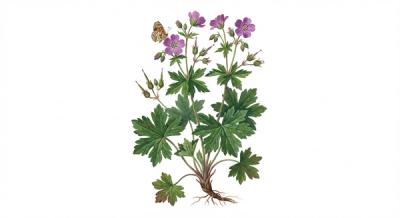 Wild Geranium (Geranium maculatum), colorful illustration