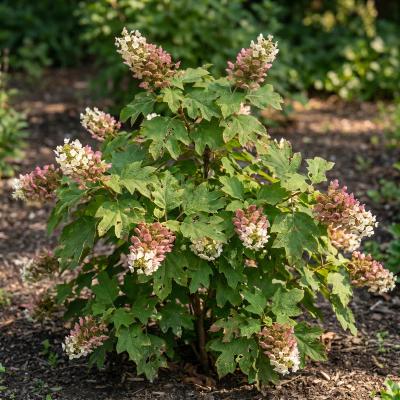 Dwarf Oakleaf Hydrangea 'Ruby Slippers' (Hydrangea quercifolia 'Ruby Slippers')