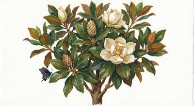 Southern Magnolia (Magnolia grandiflora), colorful illustration