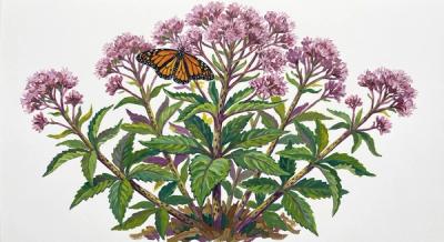 Joe-Pye Weed (Eupatoriadelphus maculatum), colorful illustration