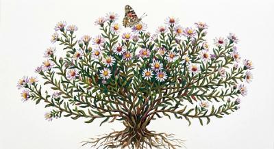 Calico Aster Horizontalis (Symphyotrichum lateriflorum var. horizontale), colorful illustration