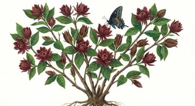 Sweetshrub (Calycanthus floridus), colorful illustration