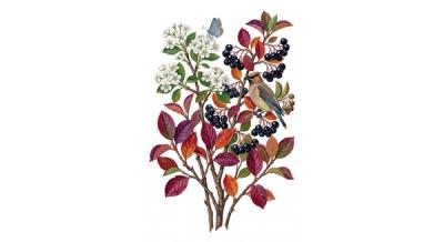 Black Chokeberry (Aronia melanocarpa), colorful illustration