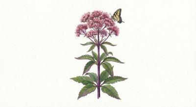 Sweet Joe-Pye Weed (Eupatorium purpureum), colorful illustration