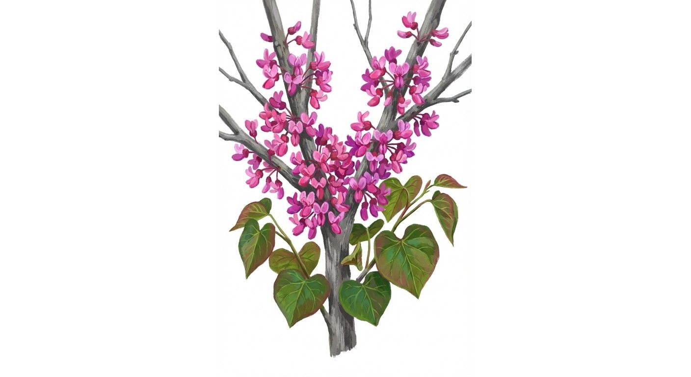 Redbud (Cercis canadensis), colorful illustration