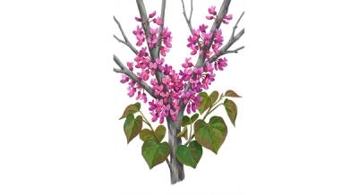 Redbud (Cercis canadensis), colorful illustration