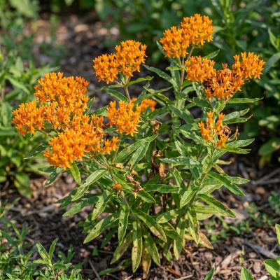 Butterfly Weed (Asclepias tuberosa)