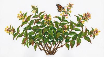 Bush Honeysuckle (Diervilla lonicera), colorful illustration