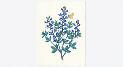Wild Blue Indigo (Baptisia australis), colorful illustration