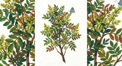 Fragrant Sumac (Rhus aromatica), colorful illustration