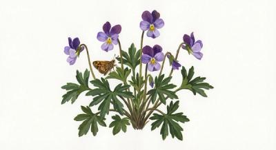 Bird's Foot Violet (Viola pedata), colorful illustration