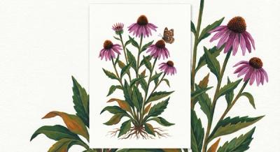 Tennessee Coneflower (Echinacea tennesseensis), colorful illustration