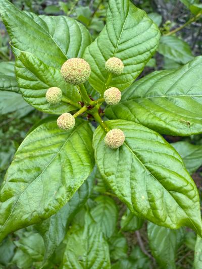 Buttonbush