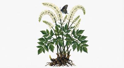 Black Cohosh (Actaea racemosa), colorful illustration