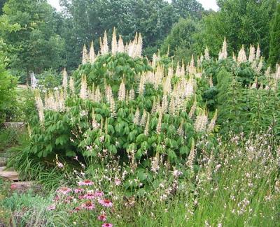 Bottlebrush Buckeye