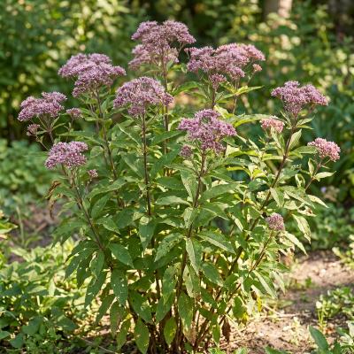 3-Nerve Joe-Pye Weed (Eutrochium dubium)