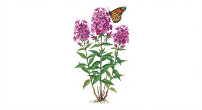 Wild Sweet William (Phlox maculata), colorful illustration