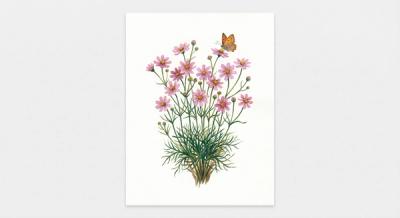 Pink Tickseed (Coreopsis rosea), colorful illustration