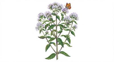 Appalachian Mountain Mint (Pycnanthemum flexuosum), colorful illustration