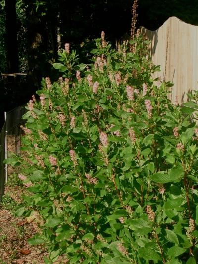 Red Summersweet 'Ruby Spice' (Clethra alnifolia 'Ruby Spice')