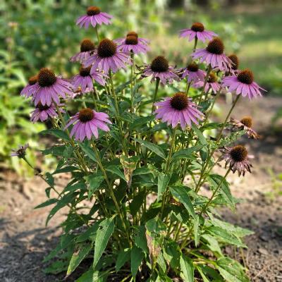 Purple Coneflower (Echinacea purpurea)