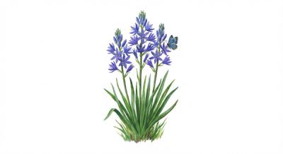 Atlantic Camas (Camassia scilloides), colorful illustration