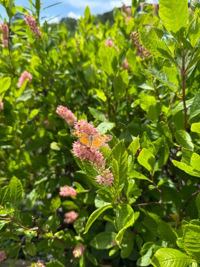 Red Summersweet 'Ruby Spice' (Clethra alnifolia 'Ruby Spice')