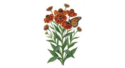 Moerheim Beauty Sneezeweed (Helenium 'Moerheim Beauty'), colorful illustration