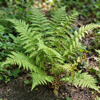 Hayscented Fern (Dennstaedtia punctilobula)