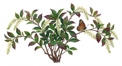 Little Henry Sweetspire (Itea virginica 'Little Henry'), colorful illustration