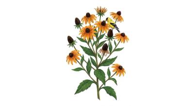 Black-eyed Susan (Rudbeckia fulgida var. fulgida), colorful illustration