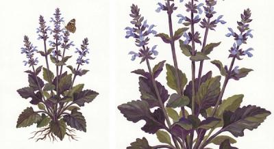 Salvia 'Purple Knockout' (Salvia lyrata 'Purple Knockout'), colorful illustration