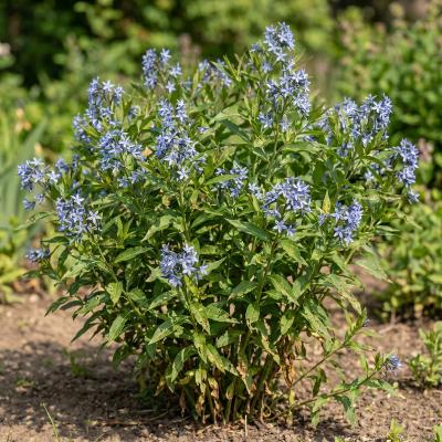 Eastern Bluestar (Amsonia tabernaemontana var. salicifolia)