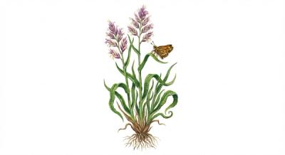 Poverty Oat Grass (Danthonia spicata), colorful illustration