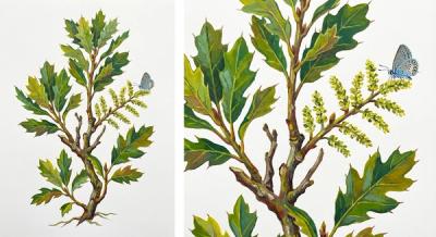Bear Oak (Quercus ilicifolia), colorful illustration
