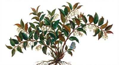 Mountain Doghobble (Leucothoe fontanesiana), colorful illustration