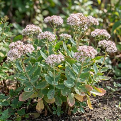 Allegheny Stonecrop (Hylotelephium telephioides)