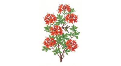 Plumleaf Azalea (Rhododendron prunifolium), colorful illustration