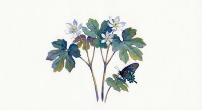 Twinleaf (Jeffersonia diphylla), colorful illustration