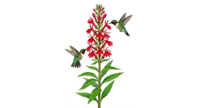 Cardinal Flower (Lobelia cardinalis), colorful illustration